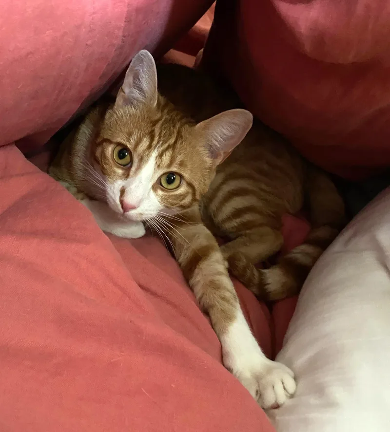 Simon