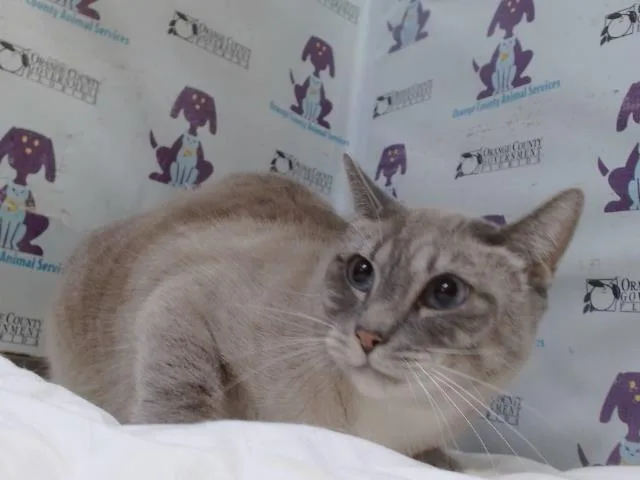 An adult small-sized male Siamese cat named Mocci for adoption in Orlando, FL