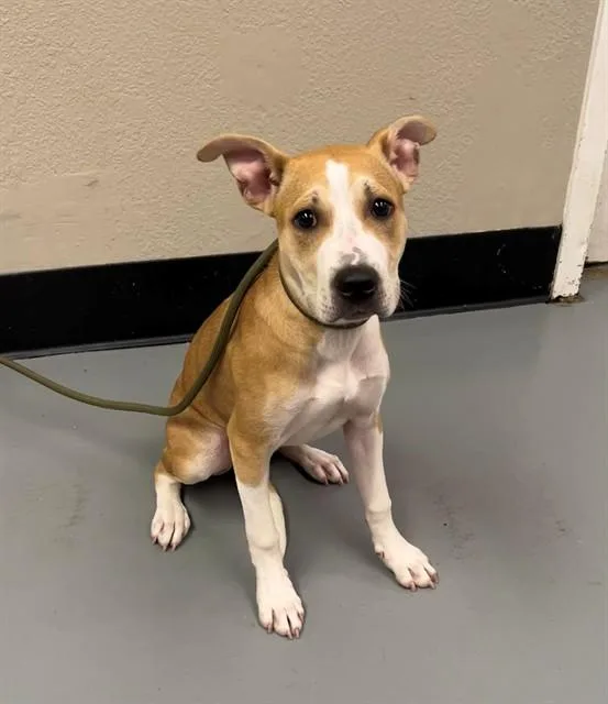 A baby medium-sized female Red / Chestnut / Orange Pit Bull Terrier dog named Sissy for adoption in Phoenix, OR