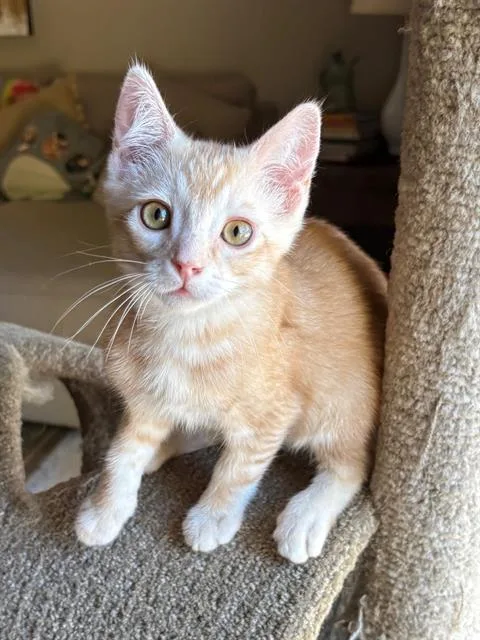 A baby small-sized male Domestic Short Hair cat named Henry for adoption in Tustin, CA