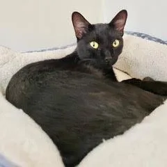 A baby medium-sized male Black Domestic Short Hair cat named Ding Ding for adoption in Green Valley, AZ