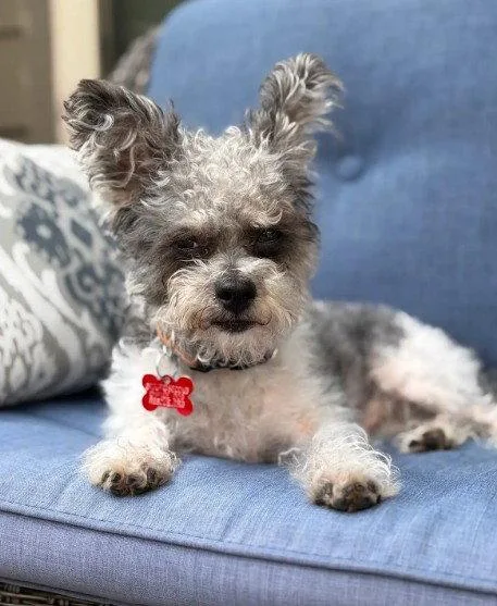 An adult small-sized male Wire Fox Terrier dog named Nelson for adoption in San Diego, CA