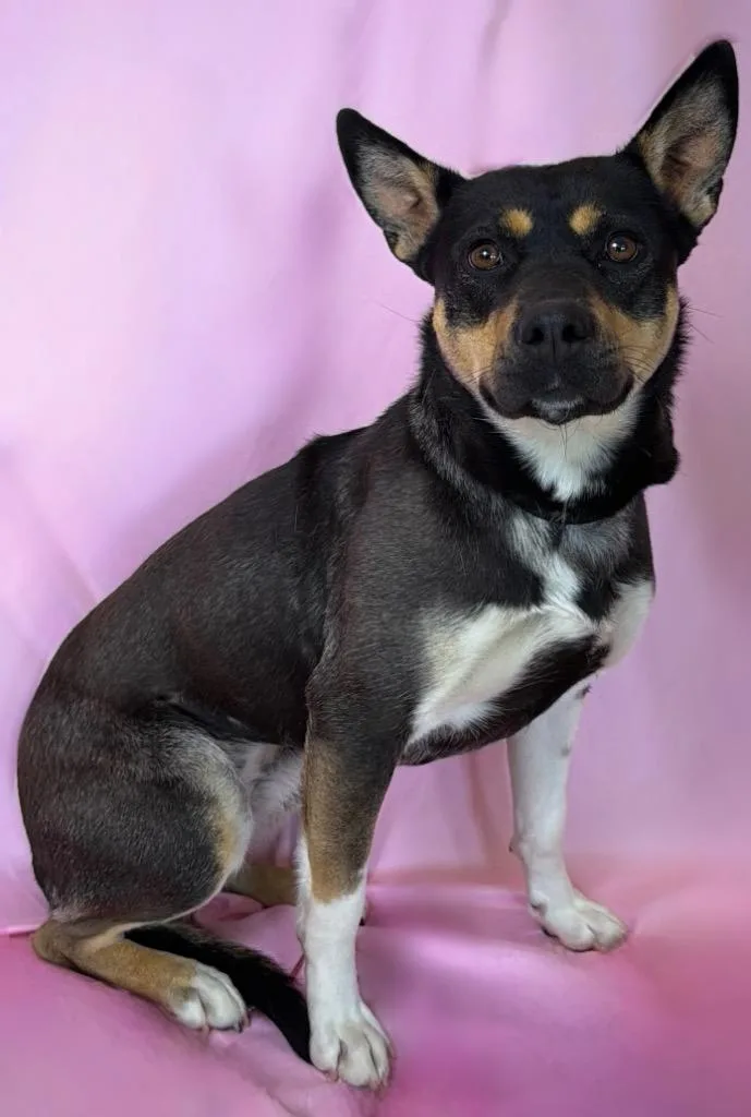 A young medium-sized female Black Australian Kelpie dog named Azalea for adoption in Columbus, NE
