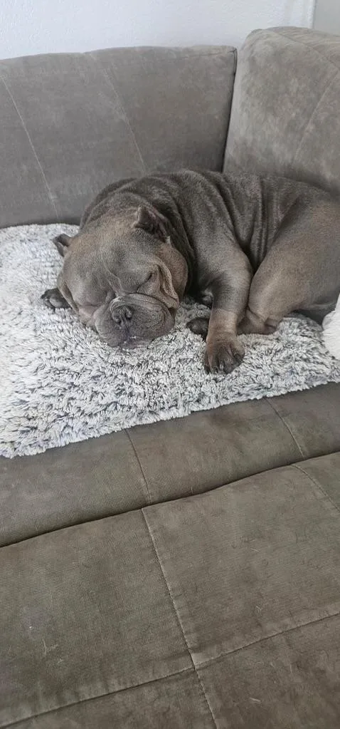 An adult medium-sized female American Bully dog named Dolce for adoption in Riverside, CA