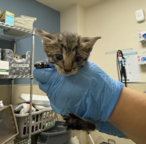A baby small-sized female Domestic Short Hair cat named Zucchini for adoption in Riverside, CA