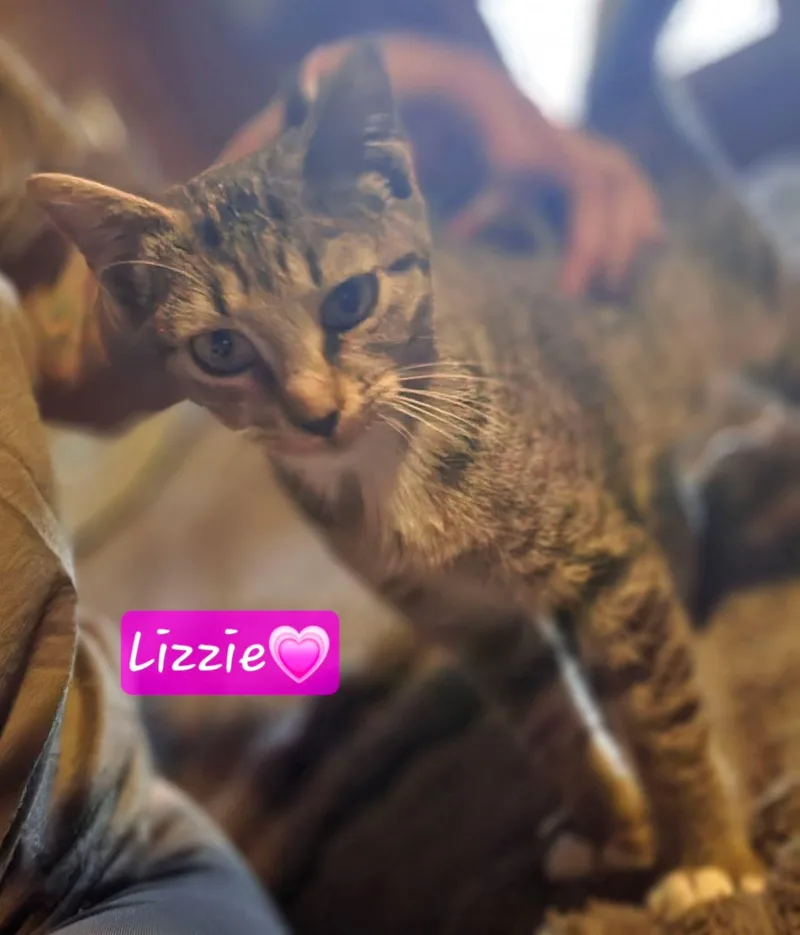 A baby medium-sized female Tabby (Buff / Tan / Fawn) Domestic Short Hair cat named Lizzie for adoption in Manhattan, KS