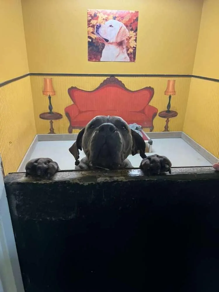 An adult large-sized female Gray / Blue / Silver Cane Corso dog named Susie Q Aka Carmen for adoption in Tigard, OR