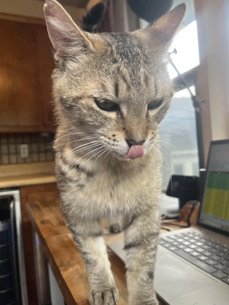 An adult medium-sized male Tabby (Gray / Blue / Silver) Domestic Short Hair cat named Rocky B for adoption in Albany, NY