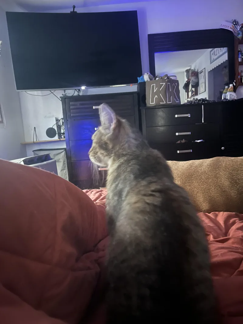 Rocky B thumbnail 2