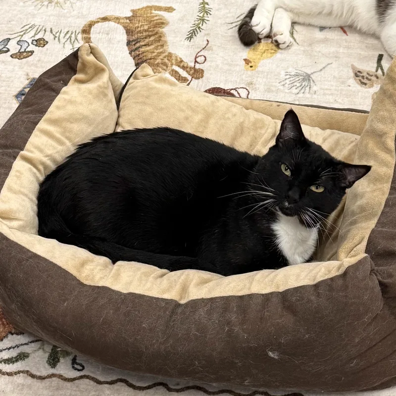 An adult medium-sized male Black & White / Tuxedo Tuxedo cat named Tuna Melt for adoption in Antioch, CA