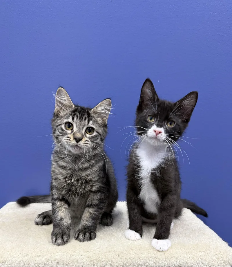 A baby medium-sized male Black & White / Tuxedo Tuxedo cat named Rj for adoption in High Ridge, MO