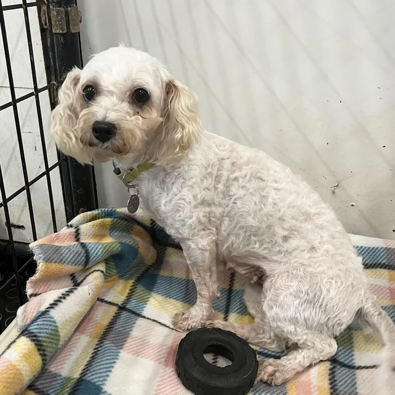 An adult small-sized female Poodle dog named RhondaMeet me on Oct for adoption in Hartland, WI