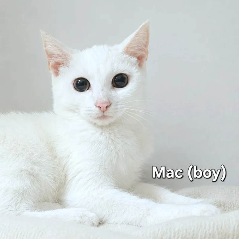 Mac thumbnail 2