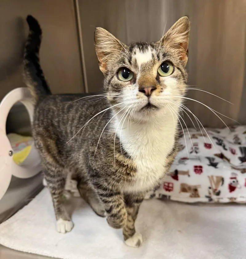 An adult medium-sized female Domestic Short Hair cat named Macy for adoption in Howes Cave, NY
