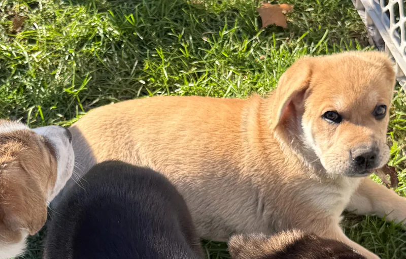 A baby large-sized male Labrador Retriever dog named Biscuit for adoption in Sun Prairie, WI