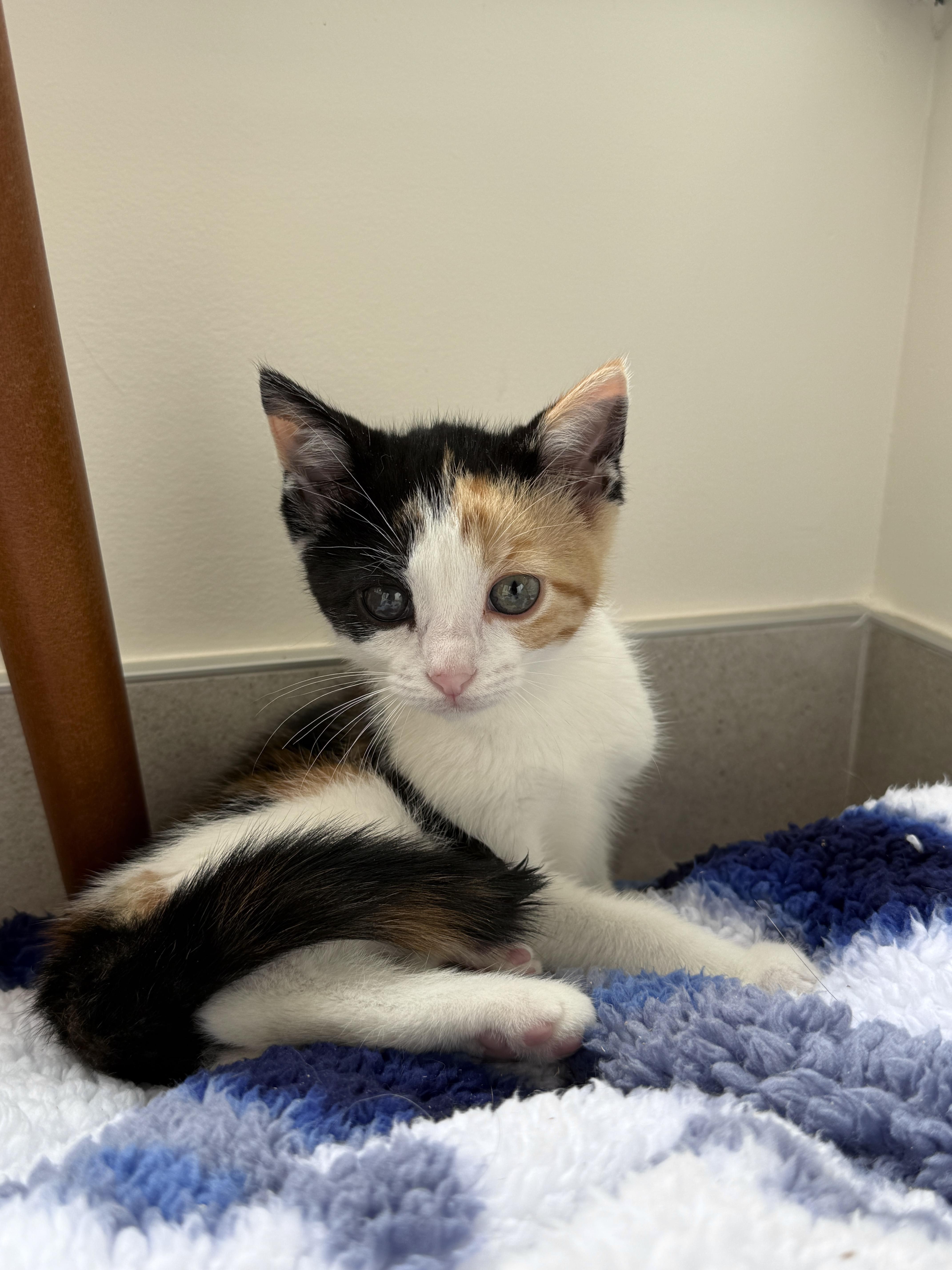 A baby medium-sized female Calico Domestic Short Hair cat named Cherry for adoption in Evanston, IL