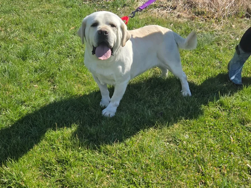 Chargernot Accepting Applications Yet!