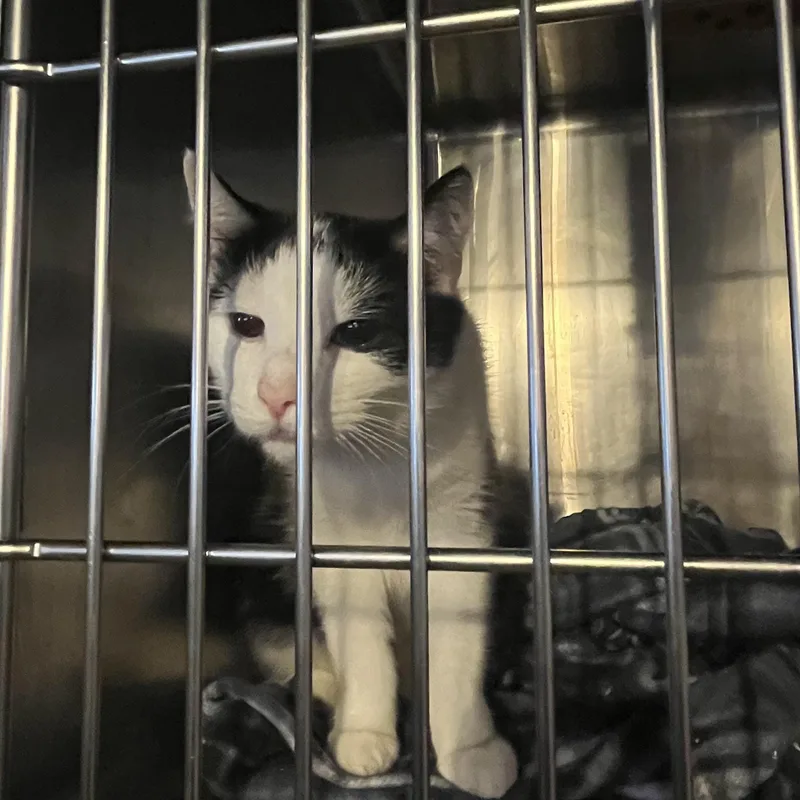 An adult small-sized female Black & White / Tuxedo Domestic Short Hair cat named Angelique for adoption in Syracuse, NY