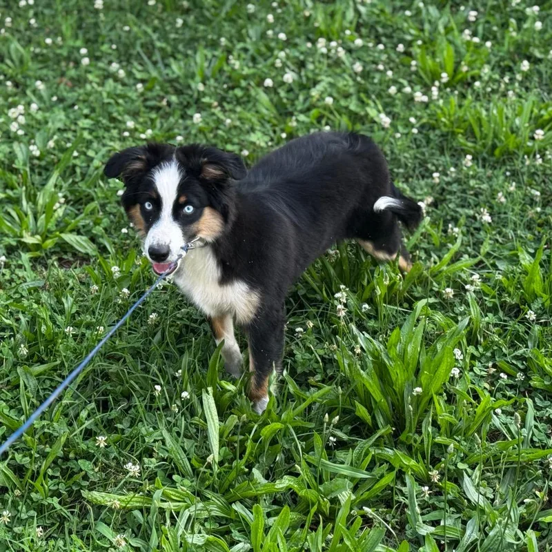 An adult small-sized male Australian Shepherd dog named Buddy for adoption in West Plains, MO
