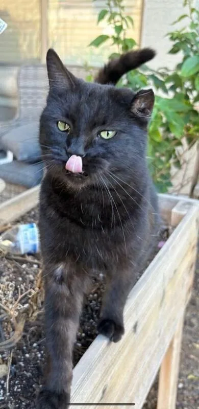 An adult medium-sized female Black Bombay cat named Ember for adoption in Anthem, AZ
