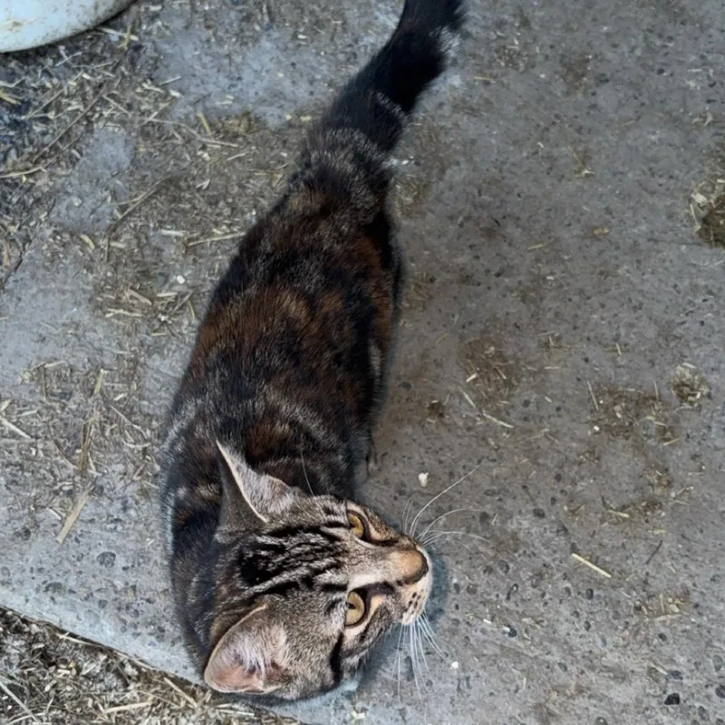 Tala Arc thumbnail 2