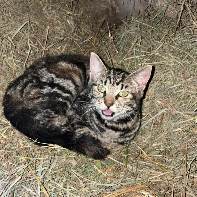 Tala Arc thumbnail 3