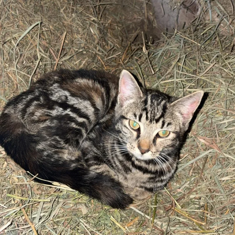 Tala Arc thumbnail 4