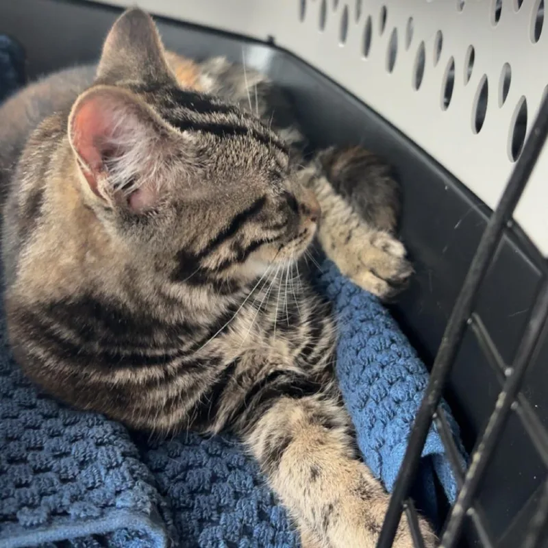 Tala Arc thumbnail 5