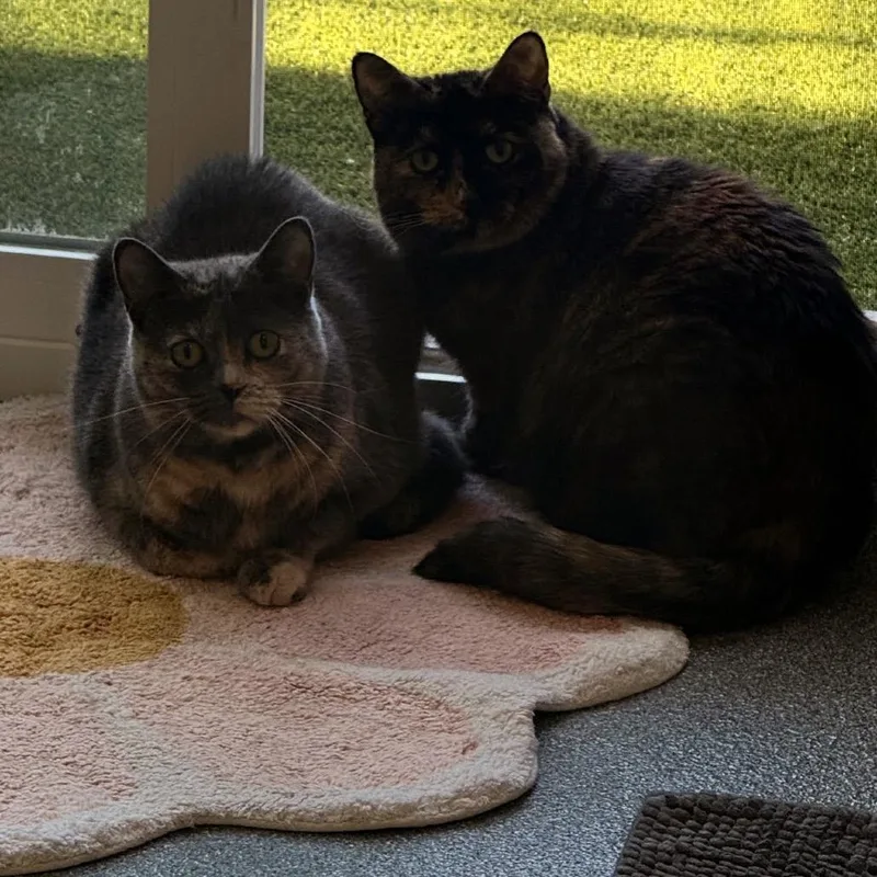 An adult small-sized female Tortoiseshell Domestic Short Hair cat named Tuffy C for adoption in Princeton, MN