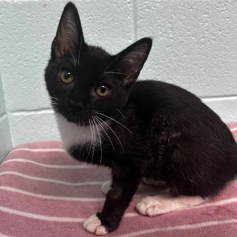 A baby small-sized female Black Domestic Short Hair cat named Kirara for adoption in Spruce Pine, NC