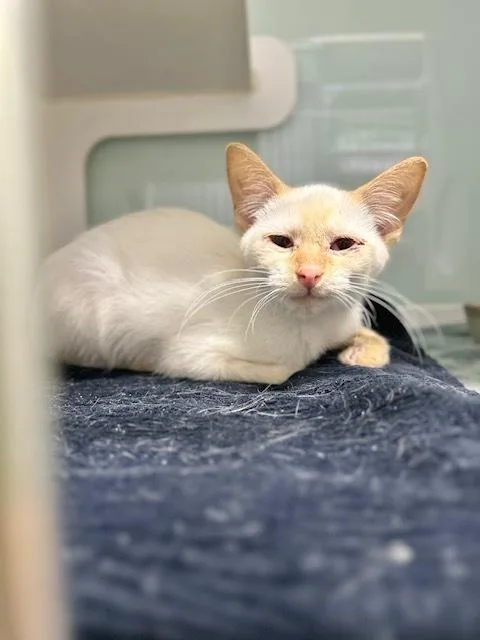 A baby small-sized male Domestic Short Hair cat named Mr. Marshmallow for adoption in Muskegon, MI
