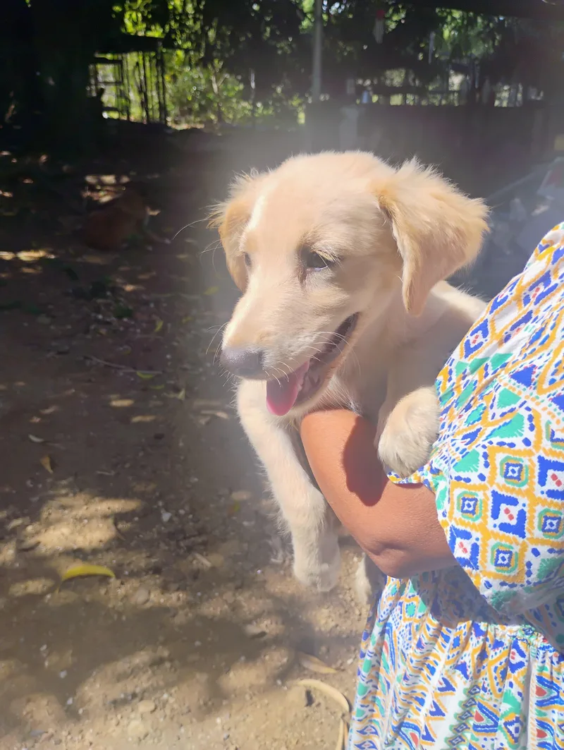 A baby medium-sized female Apricot / Beige Golden Retriever dog named Faith for adoption in New York, NY