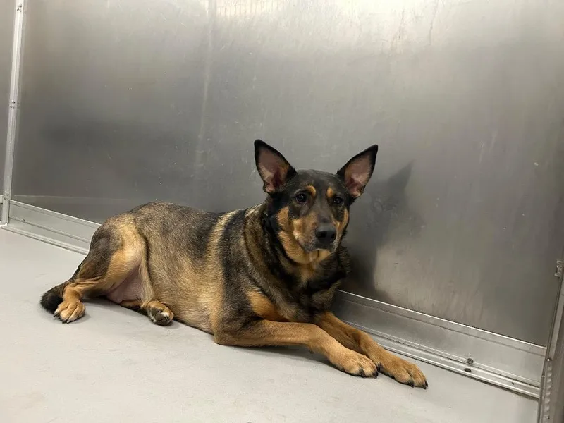 An adult medium-sized female Shepherd dog named Darla for adoption in Oxford, NC