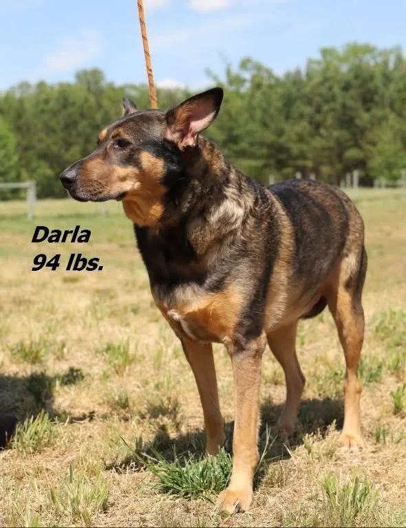Darla thumbnail 2
