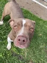 A young medium-sized female Brown / Chocolate Pit Bull Terrier dog named Dior for adoption in Moline, IL