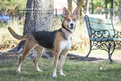 An adult large-sized female Shepherd dog named a Marley for adoption in North Charleston, SC