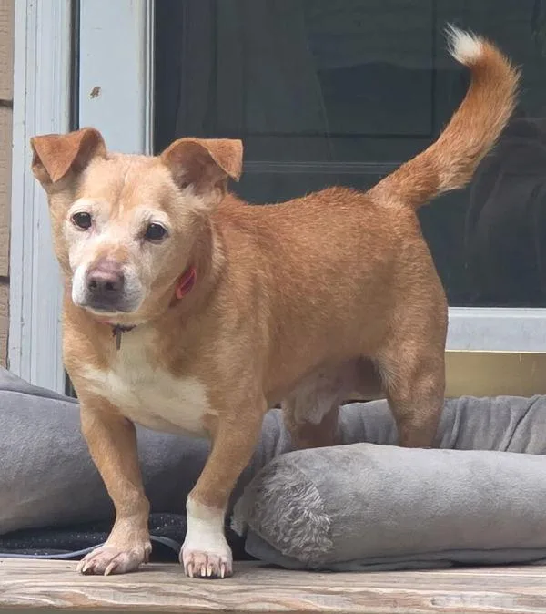 An adult medium-sized male Jack Russell Terrier dog named Donald for adoption in Dallas, GA