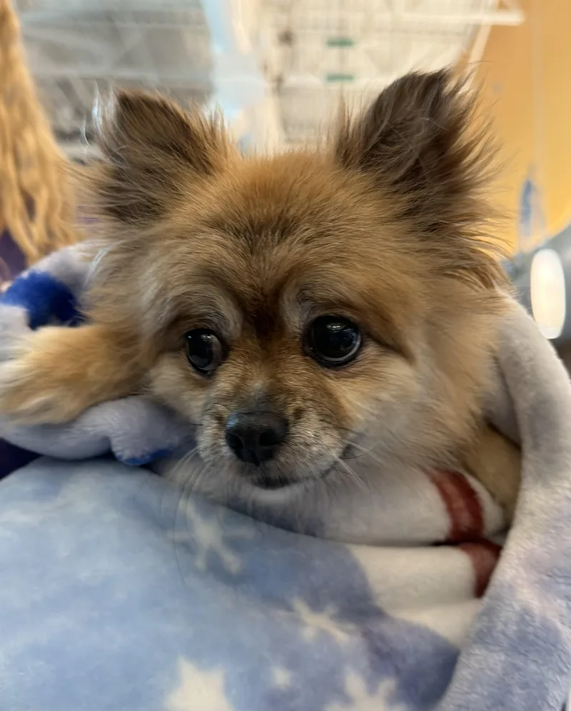 An adult small-sized female Apricot / Beige Pomeranian dog named Sophie for adoption in White Lake, MI