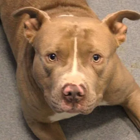 An adult medium-sized male Brown / Chocolate Pit Bull Terrier dog named Oden for adoption in Fredericksburg, VA