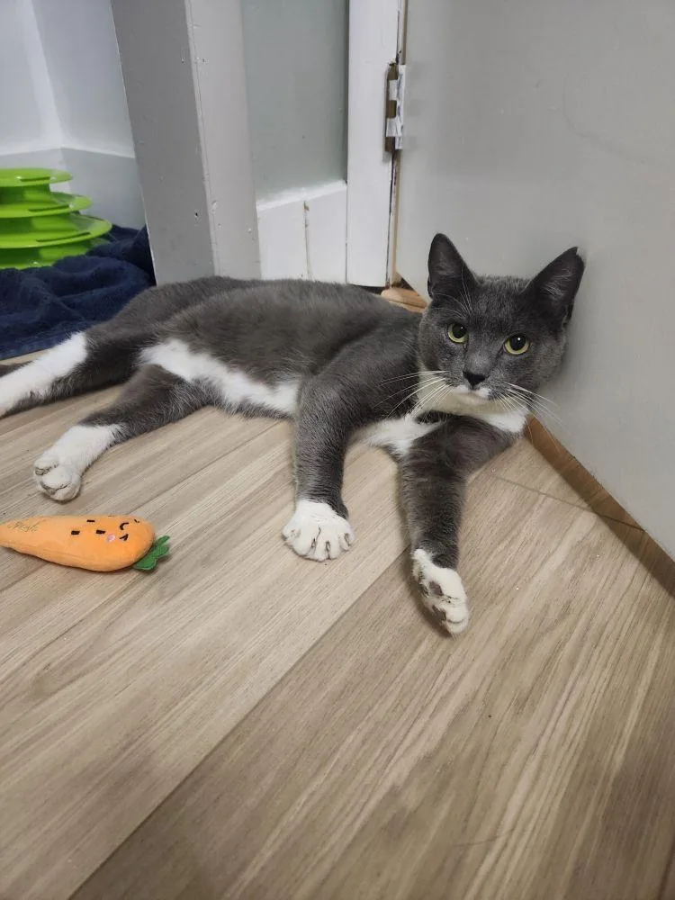An adult small-sized male Gray / Blue / Silver Domestic Short Hair cat named Milk Man for adoption in Alexandria, VA