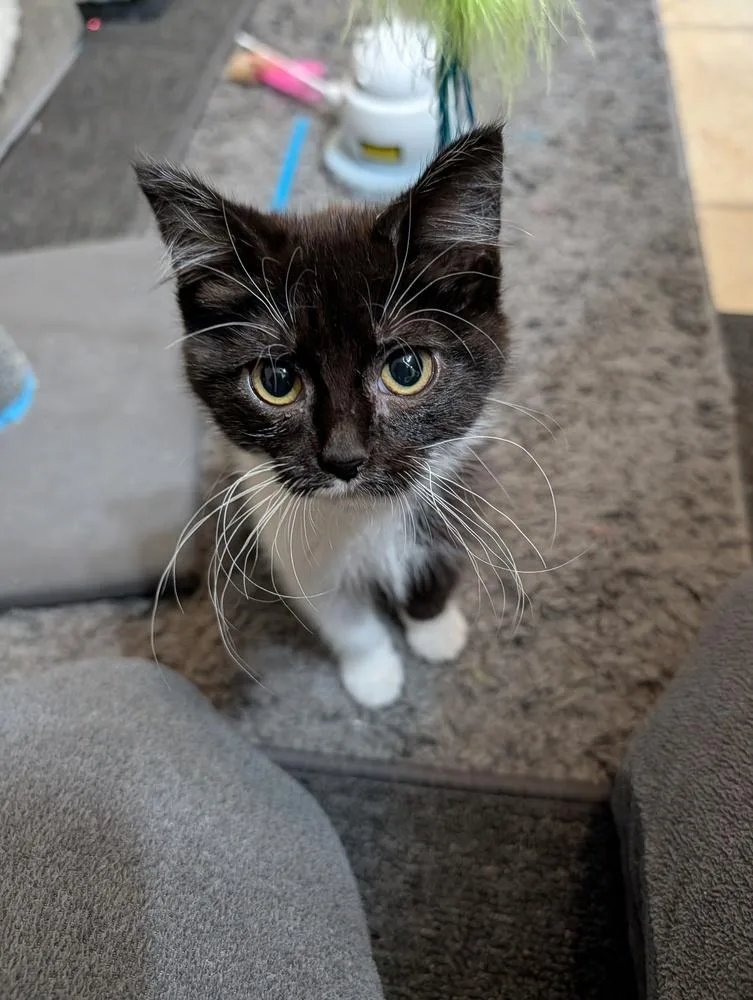 A baby small-sized female Black & White / Tuxedo Domestic Medium Hair cat named Reya for adoption in Westfield, WI