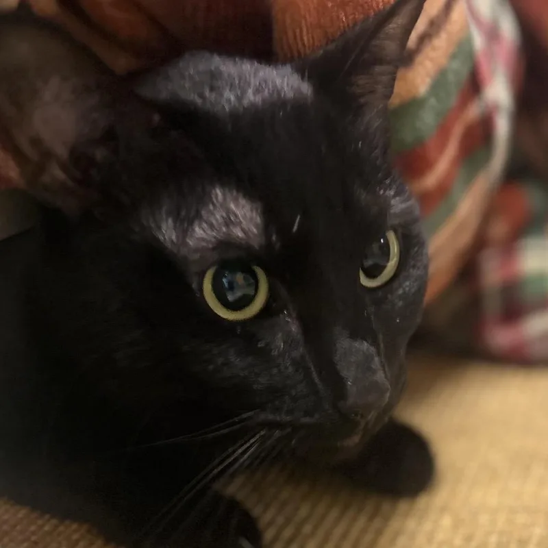 An adult small-sized male Black Domestic Short Hair cat named Loki for adoption in Norman, OK