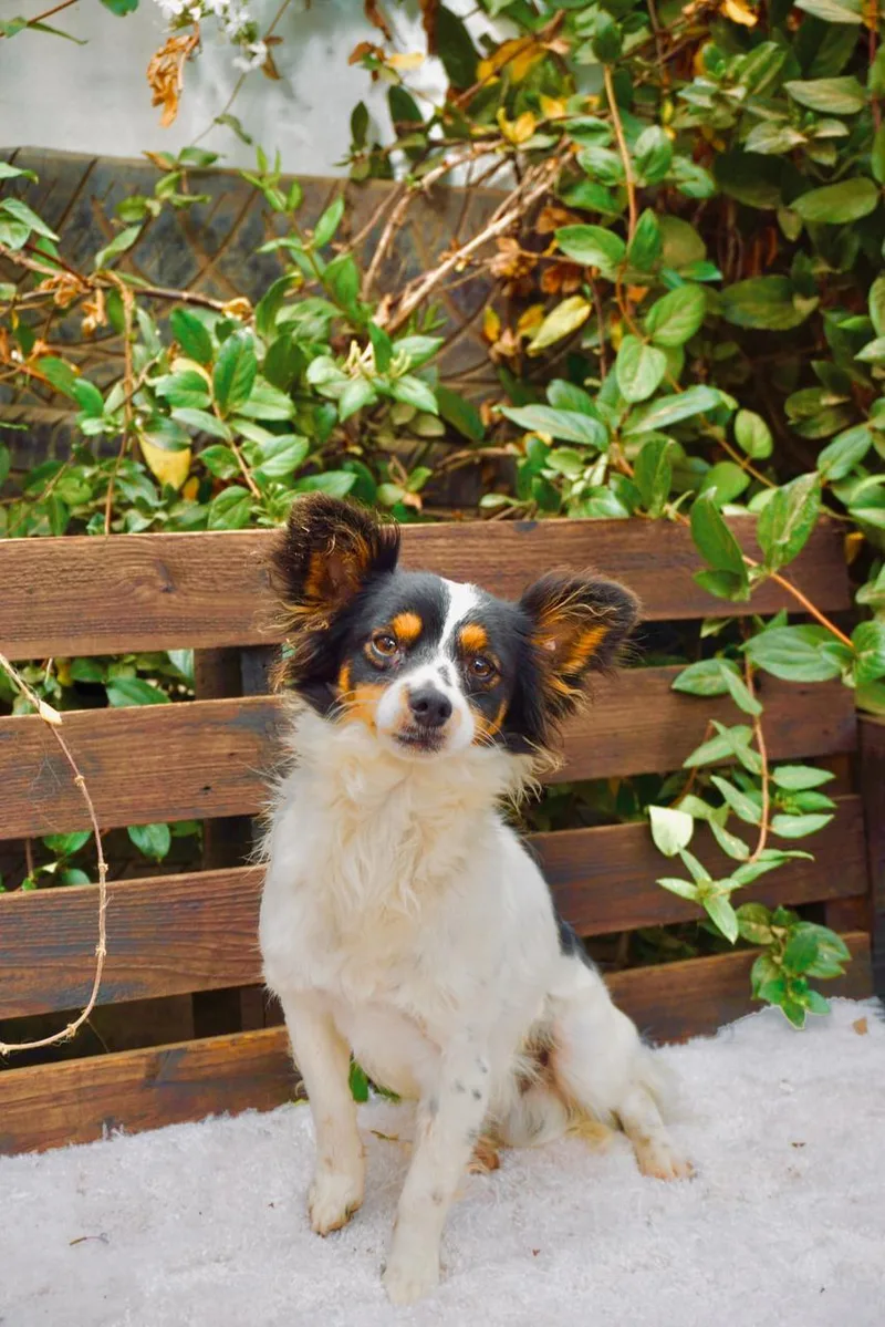 Alfonso