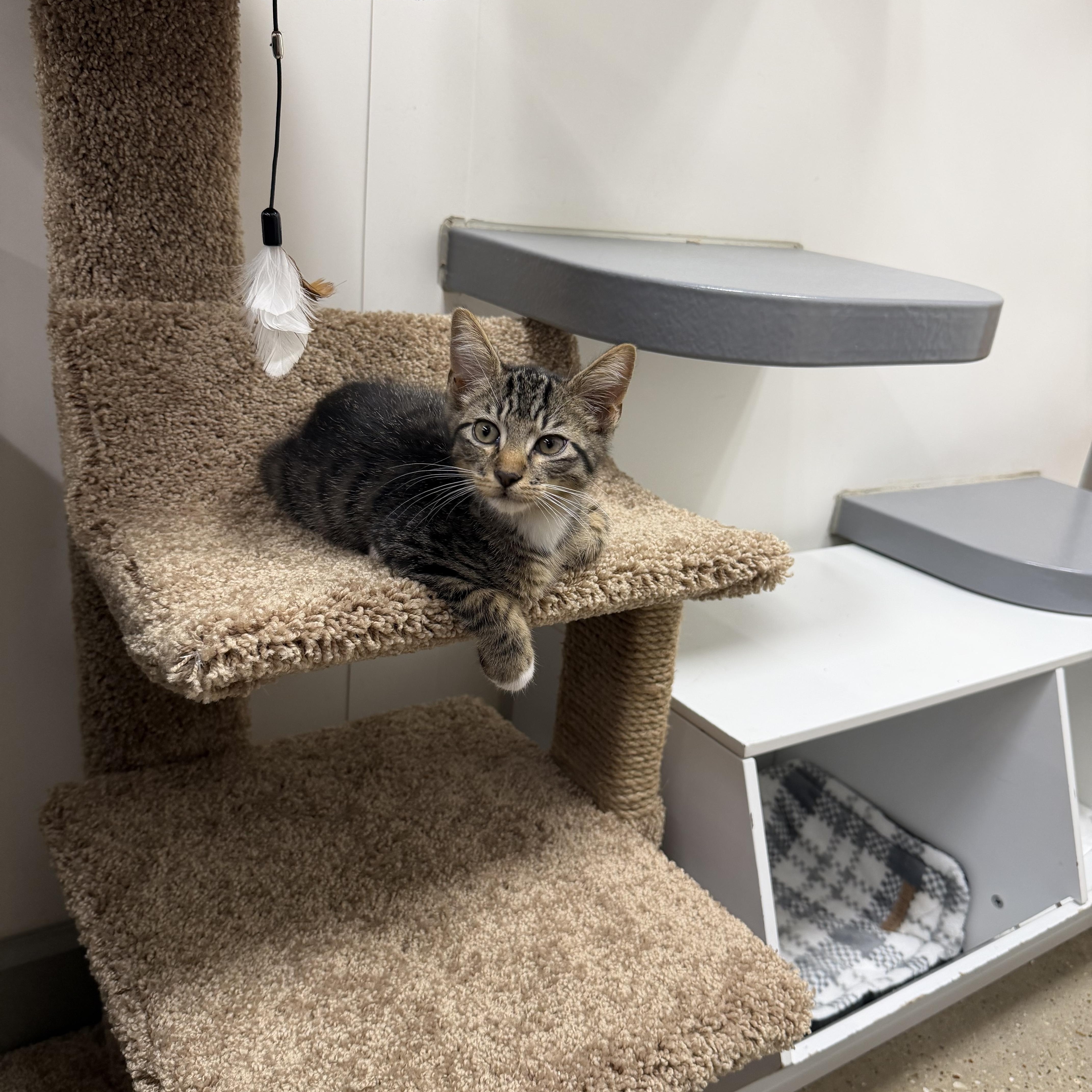 A baby small-sized male Tabby (Brown / Chocolate) Domestic Short Hair cat named Echo RF Petsmart for adoption in Spring, TX