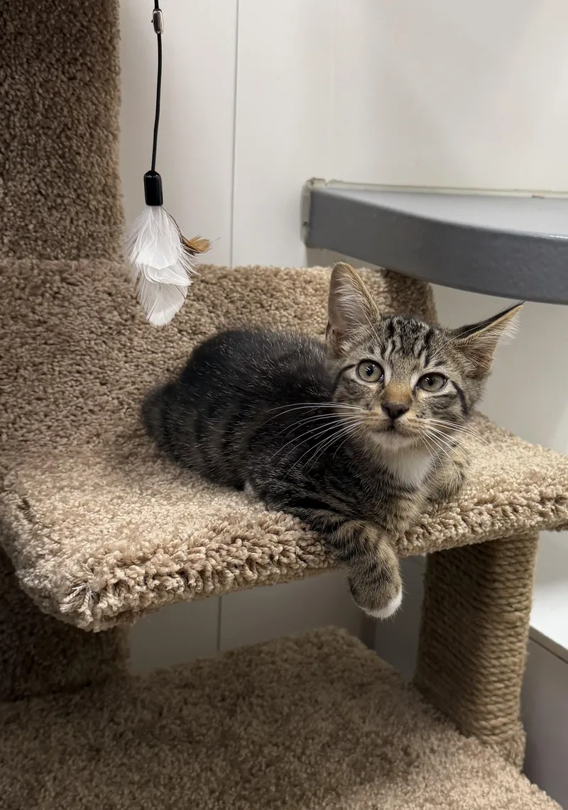 Echo  RF Petsmart thumbnail 2