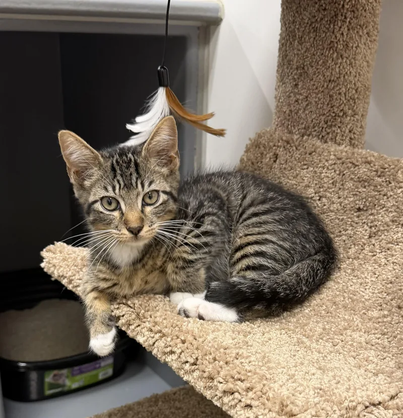 Echo  RF Petsmart thumbnail 3
