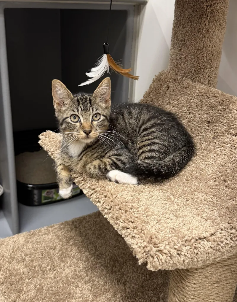 Echo  RF Petsmart thumbnail 4