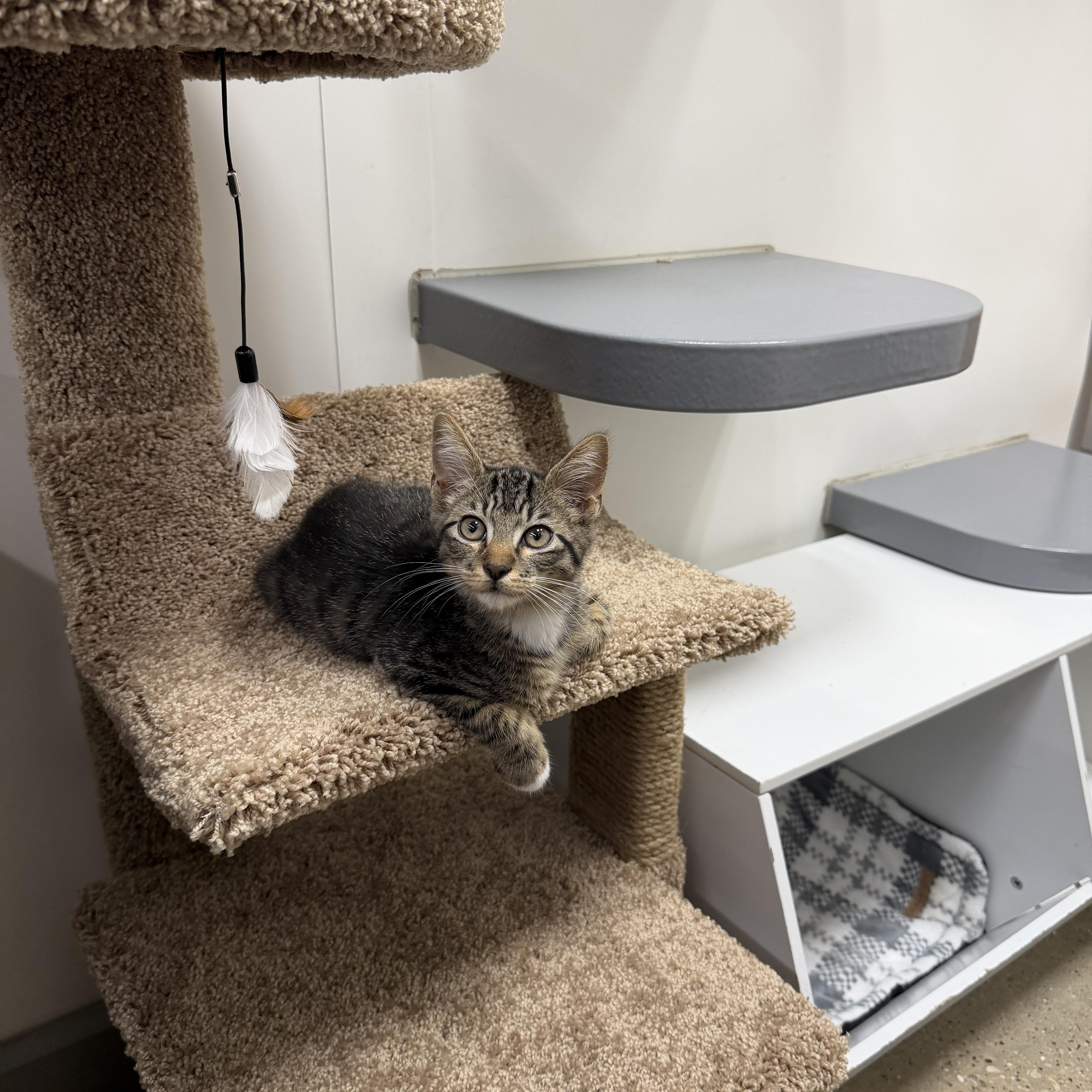 Echo  RF Petsmart thumbnail 5