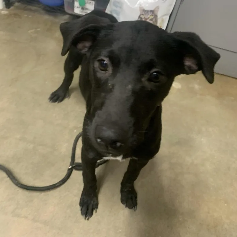 An adult medium-sized female Black Labrador Retriever dog named Saint Ann "anna" for adoption in Washburn, MO