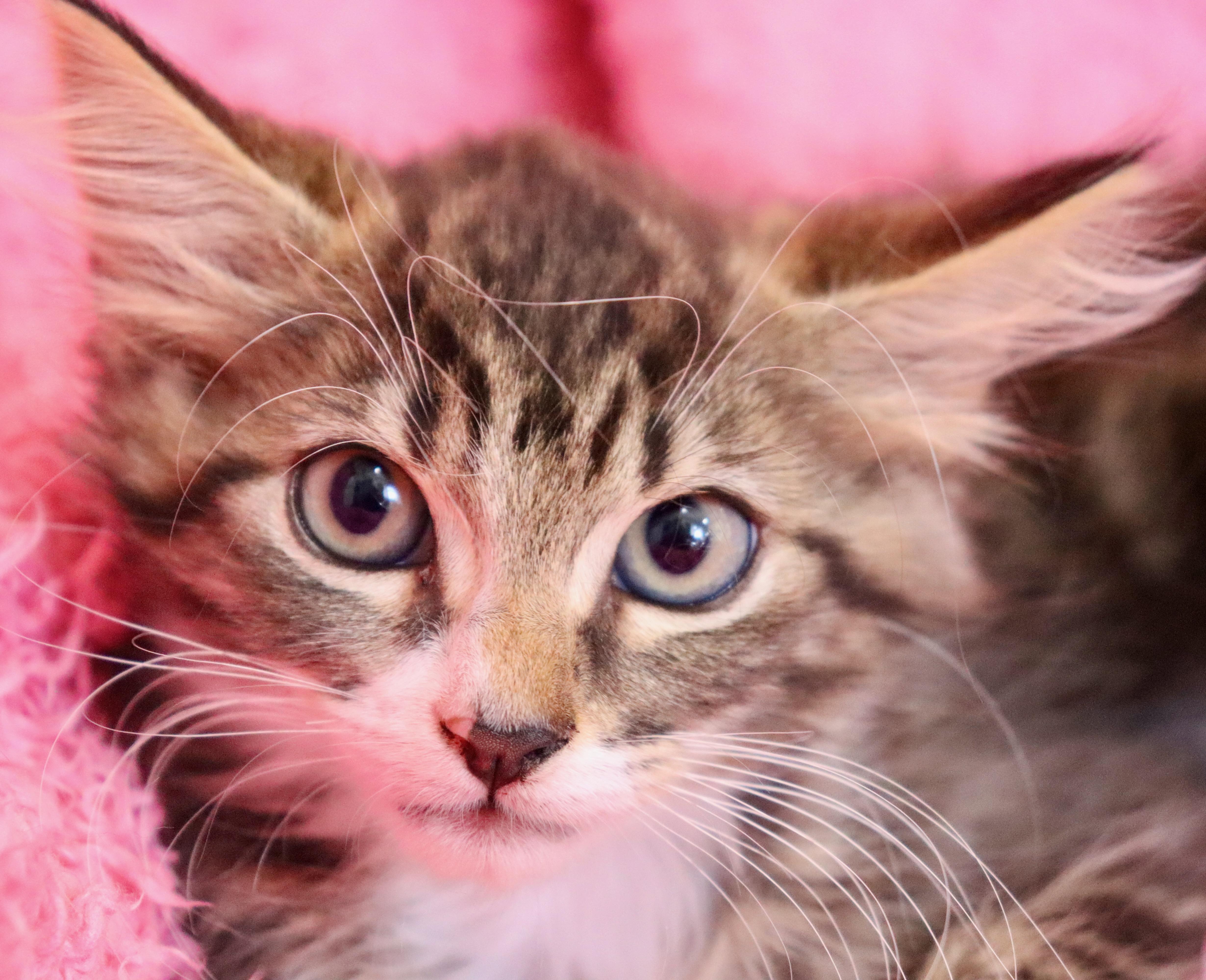 A baby medium-sized female Tabby (Buff / Tan / Fawn) Domestic Long Hair cat named Bo Peep for adoption in Saint Augustine, FL